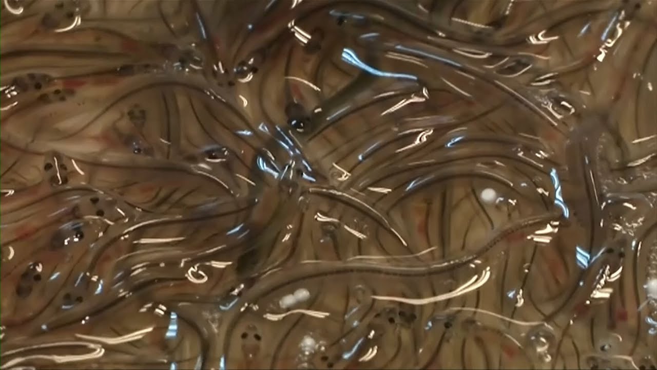 Mơ thấy con lươn là điềm báo gì?