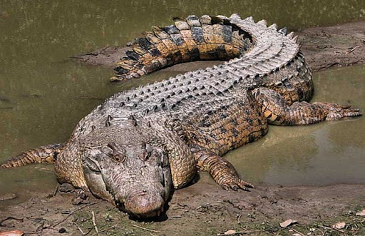 Giấc mộng cá sấu đánh con gì?