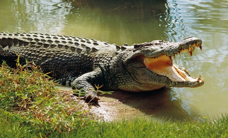 Hình ảnh hung ác của cá sấu
