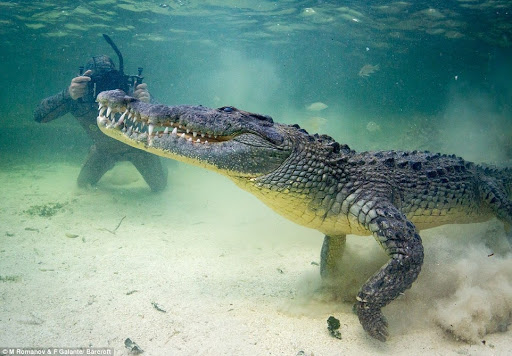Nằm chiêm bao thấy cá sấu 