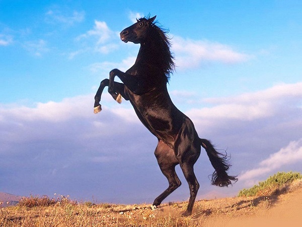 con ngựa đen